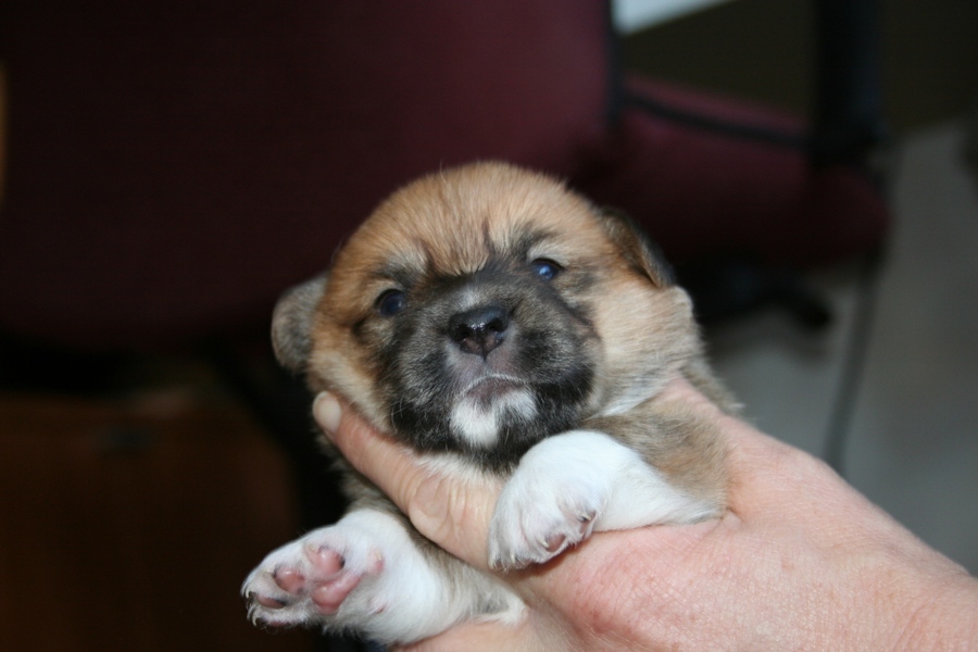 Puppies